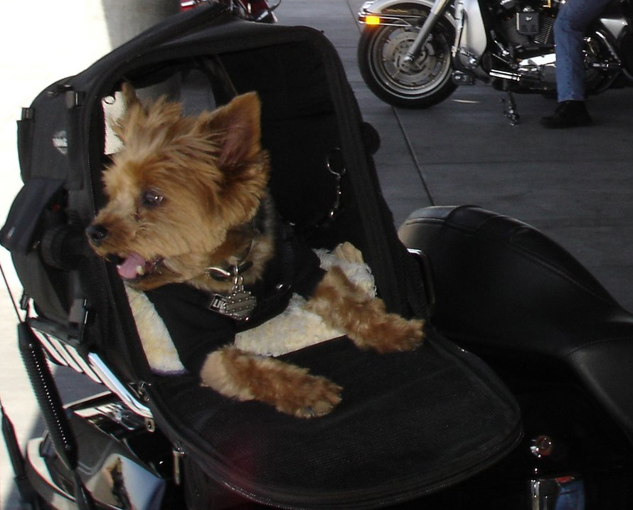 Sidney on the Harley